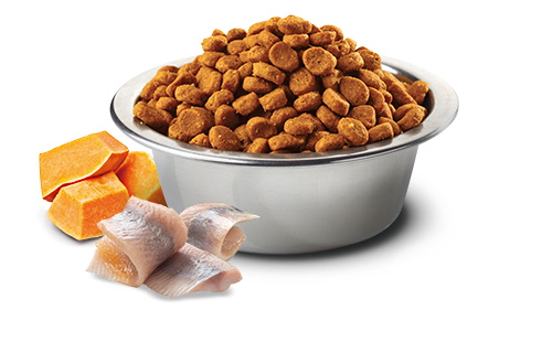 N&D DOG OCEAN PUMPKIN FISH & ORANGE adult mini 2,5kg