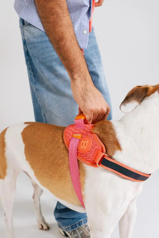 ZeeDog Σαμαράκι Σκύλου Gazelle Fly Harness